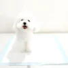 Cat Dog pee pad Super Absorbent Disposable Puppy and Pet Dog Training Pee Diaper Pads for Dogs 1 Cat Dog pee pad Super Absorbent Disposable Puppy and Pet Dog Training Pee Diaper Pads for Dogs