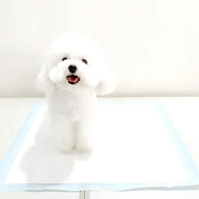 Cat-Dog-pee-pad-Super-Absorbent-Disposable-Puppy-and-Pet-Dog-Training-Pee-Diaper-Pads-for-Dogs Cat Dog pee pad Super Absorbent Disposable Puppy and Pet Dog Training Pee Diaper Pads for Dogs
