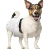Hot Selling Disposable Cotton Dog & Cat Diapers Leak Protection High Absorbency Quick Dry Printed for Dogs Cats Small Animals 1 Hot Selling Disposable Cotton Dog Cat Diapers Leak Protection High Absorbency Quick Dry Printed for Dogs Cats Small Animals
